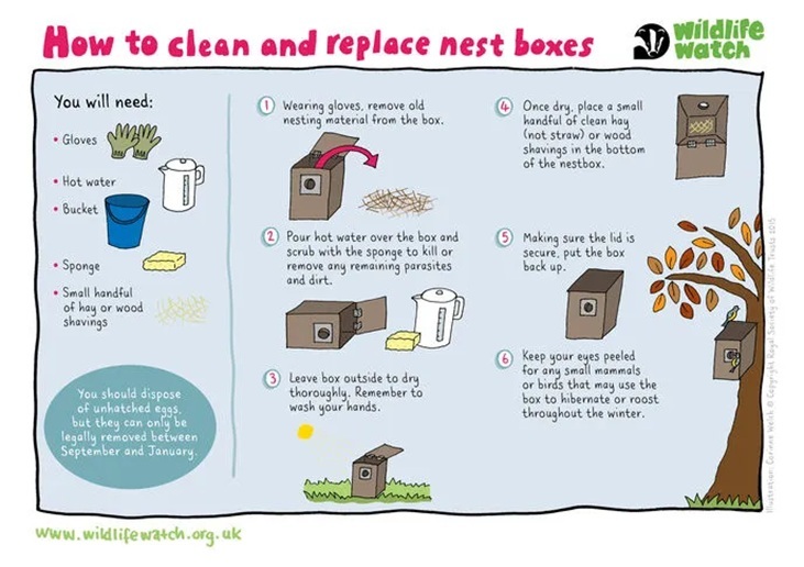 How to clean a nest box - illustration by Wildlife Watch UK
