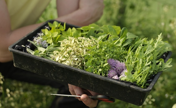 Cliff House seedling tray Cliff House seedling tray
