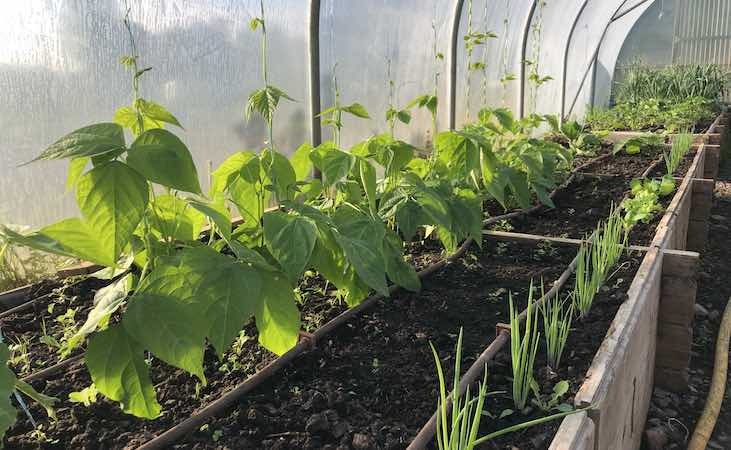 Climbing french beans in a polytunnel