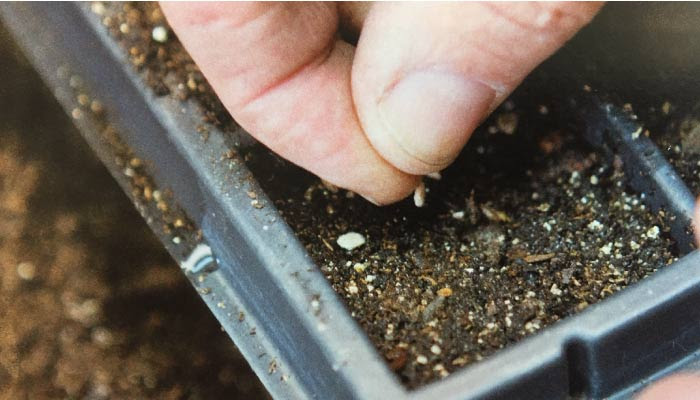 Close up of sowing seeds