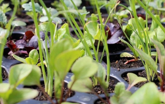 What to sow in April - close up of vegetable seedlings