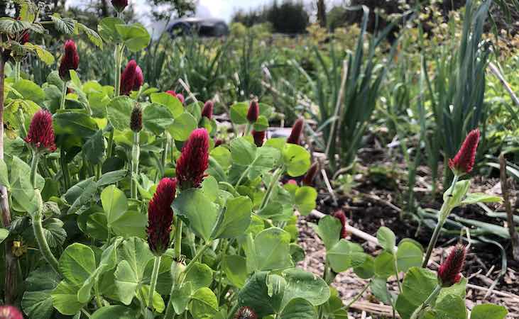 Clover in a permaculture garden