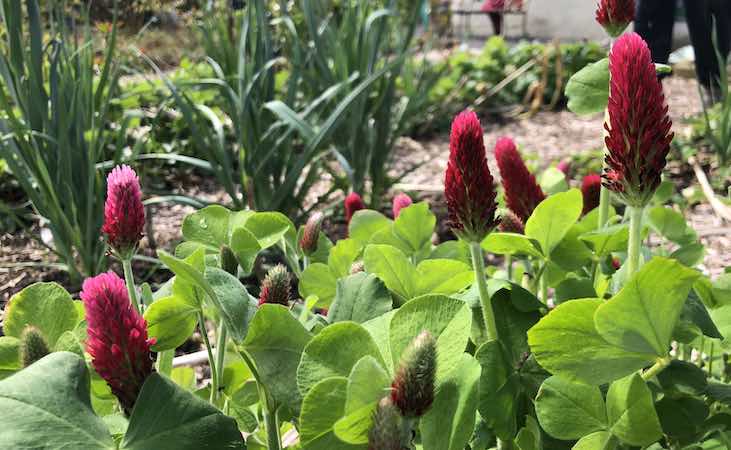 Crimson clover in a permaculture garden