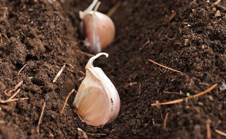garlic planted in drills