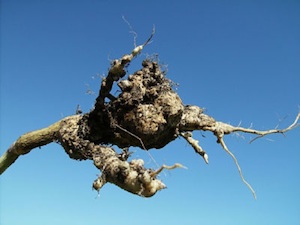 Club root cauliflower plant