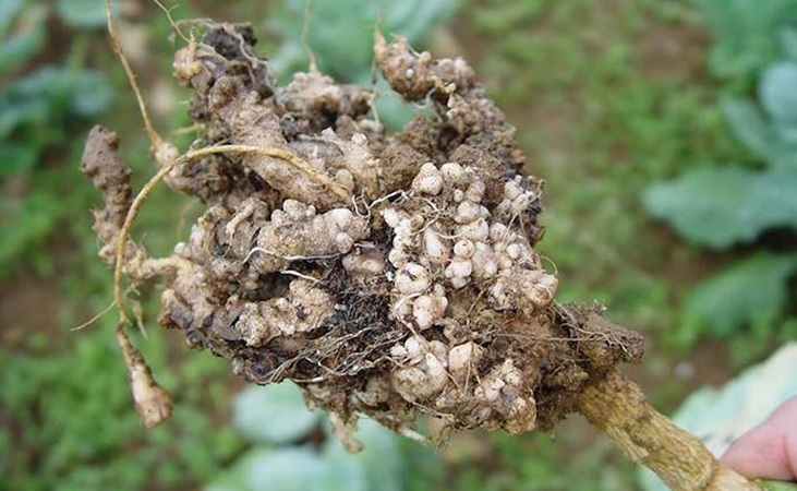 Clubroot Clubroot