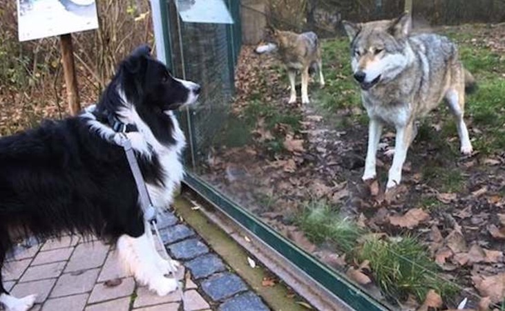 Collie meets grey wolf
