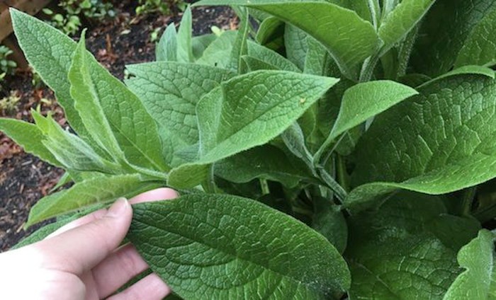 Comfrey plant