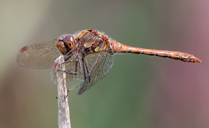 The Common Darter dragonfly The Common Darter dragonfly