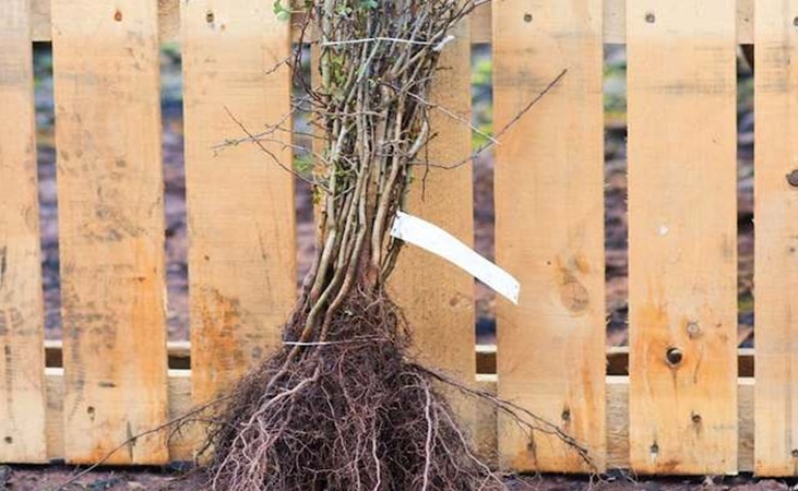 Common Hawthorn bare root hedging