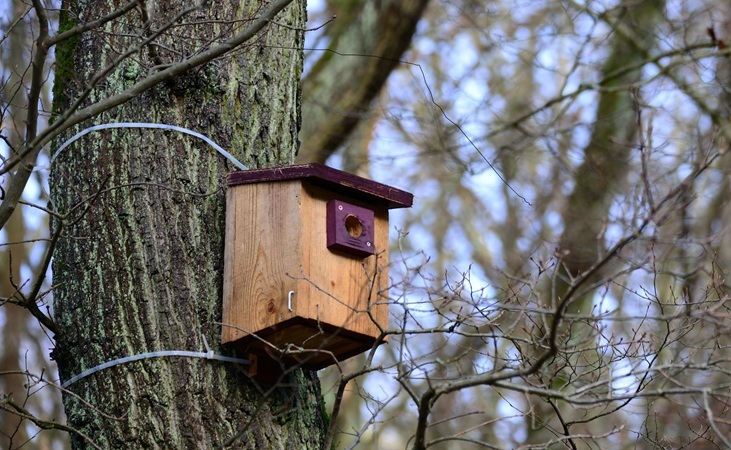Bird nesting box on a tree trunk
