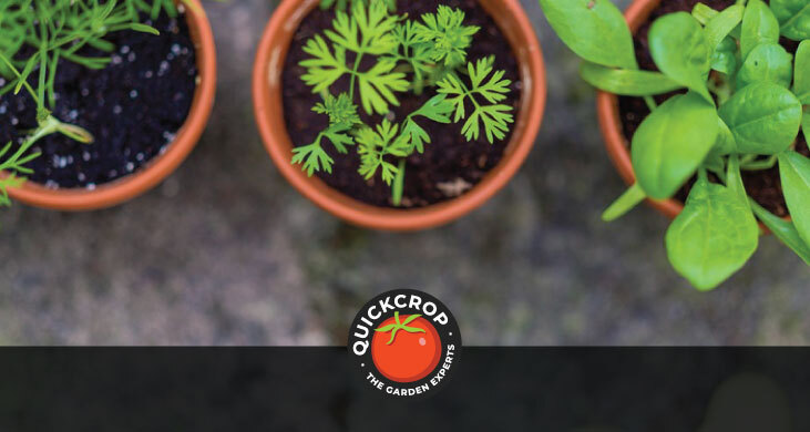container growing - header image container growing - header image