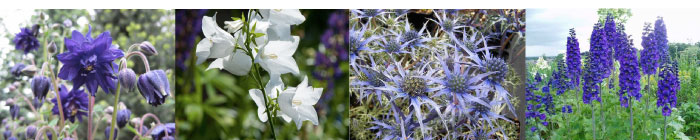 Perennial seedling plants pack, cool border colours