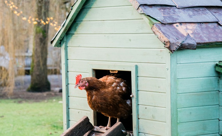 Chicken emerging from a coop