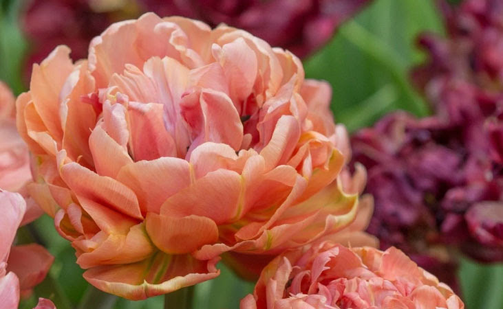 Tulip Double Late 'Copper Image'