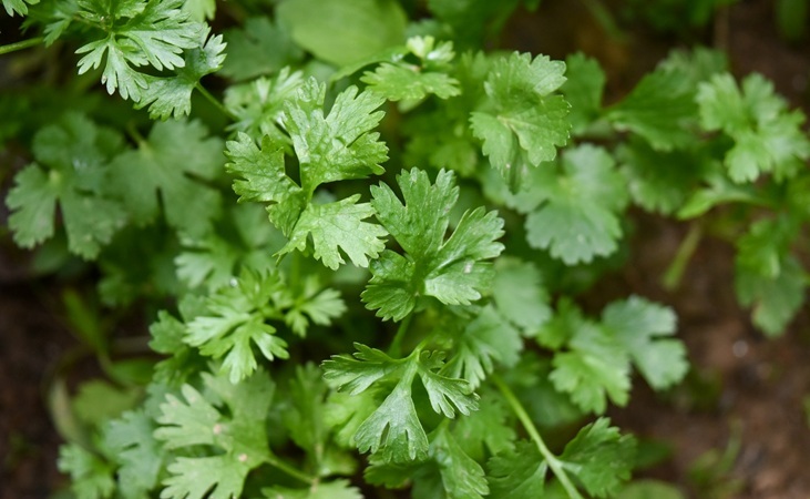 Coriander leaves