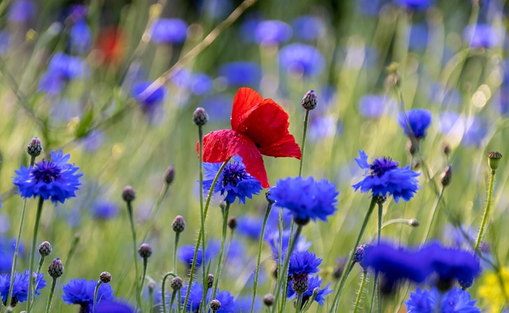 cornflower in a meadow