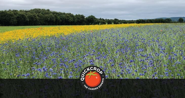 Cornflower header