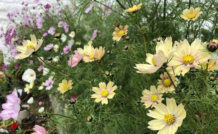 Cosmos Apricot Lemonade