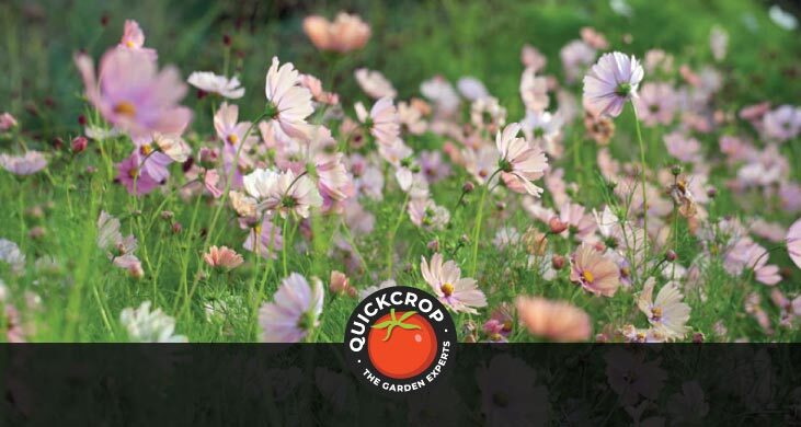 Cosmos header image with Quickcrop logo