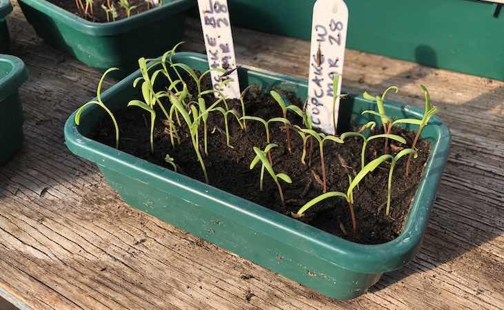 cosmos seedlings in Super 7 tray