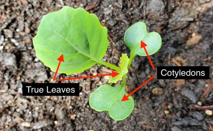 Cotyledon leaves vs true leaves, illustrated