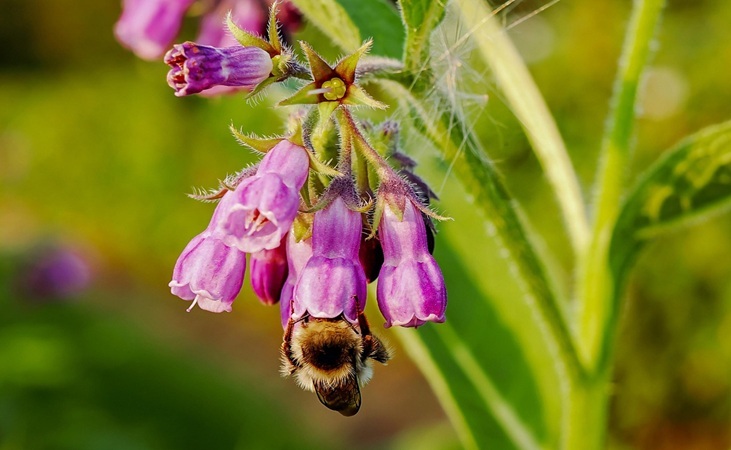 True comfrey True comfrey