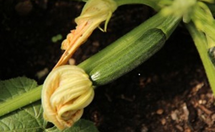 Courgette fruit