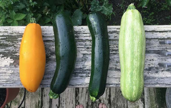 Courgette harvest size guide