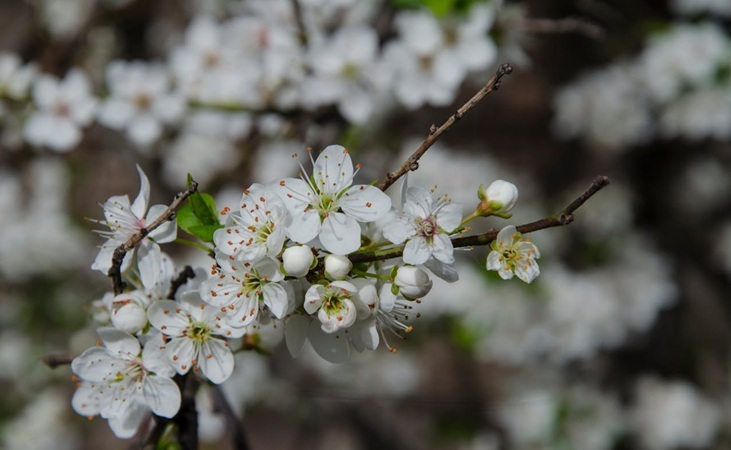 Crab Apple flowers