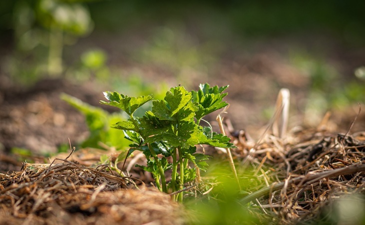 Celery crop 