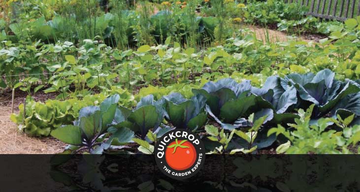 What is crop rotation in the vegetable garden