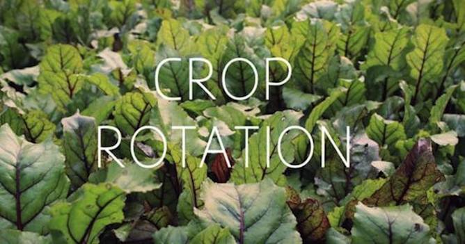crop rotation in a kitchen garden