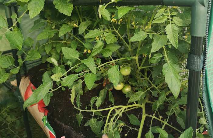 How to grow tomatoes in a grow bag