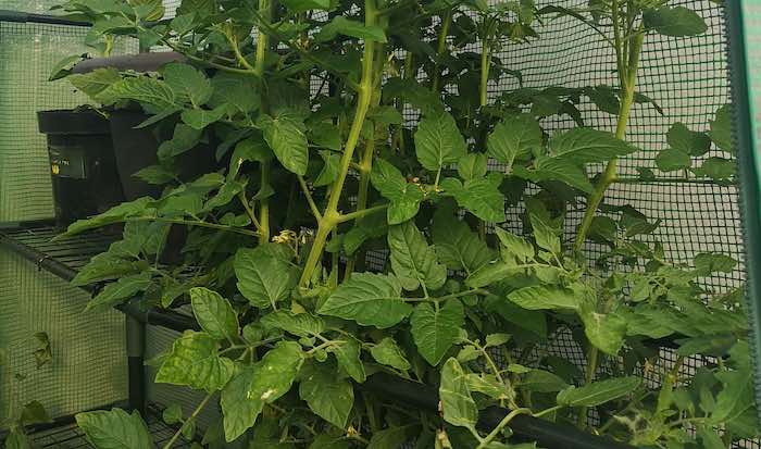 How to prune tomatoes and prevent blossom drop