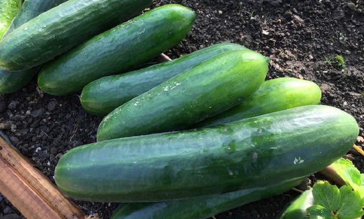 Juicy-looking cucumbers
