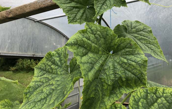 Cucmber nutrient deficiency solved
