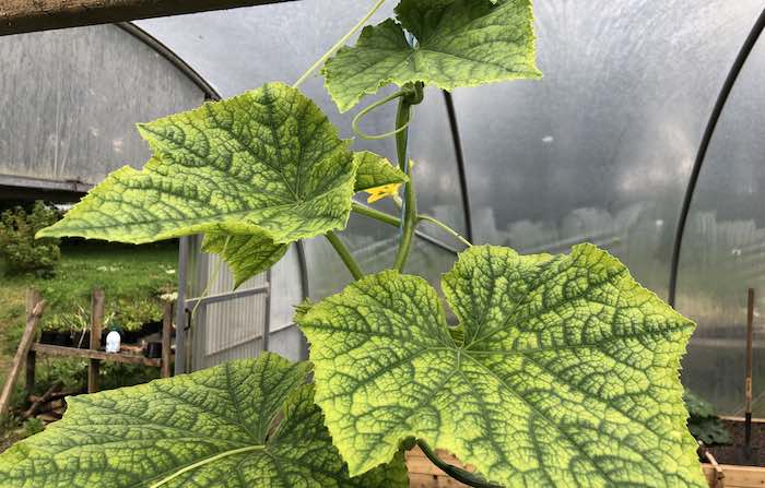 Manganese deficiency cucumber