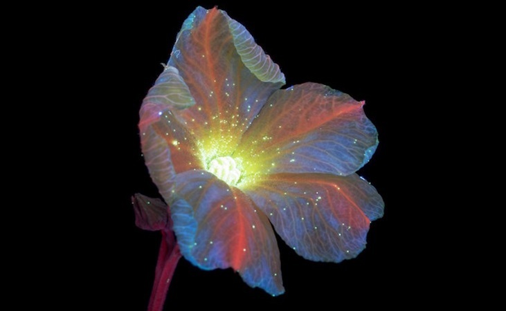 Cucumber flower under ultraviolet light