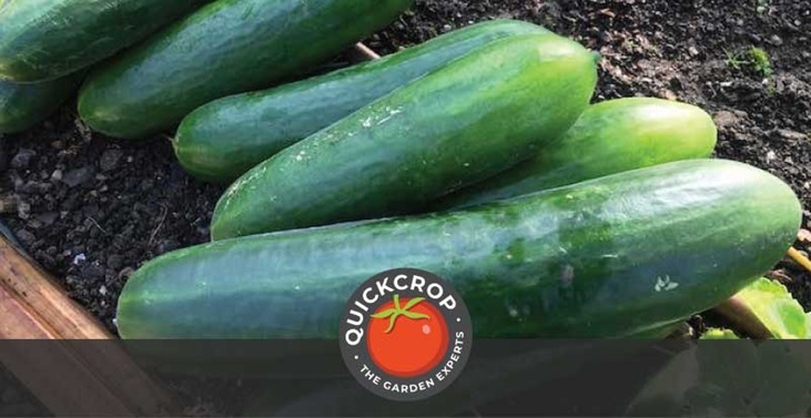 Cucumbers - header image with quickcrop logo Cucumbers - header image with quickcrop logo