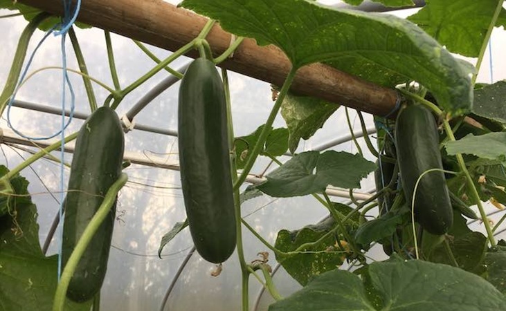 Cucumber passandra in the polytunnel
