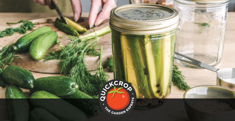  Pickling Cucumbers - Types of Pickles