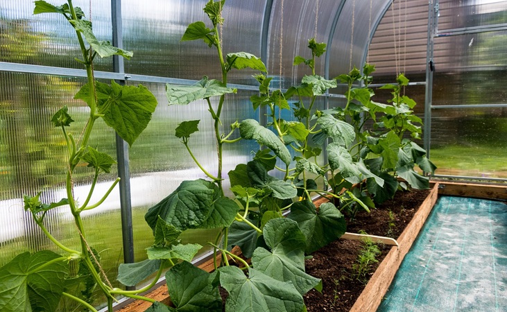 cucumber plants in raised beds in a greenhouse