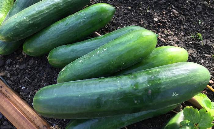 harvested Cucumbers in polytunnel