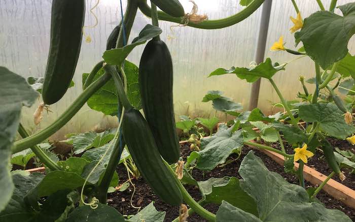 cucumber passandra growing in a polytunnel