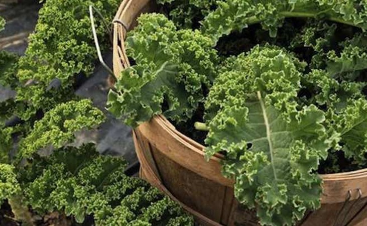 Curly kale in a basket