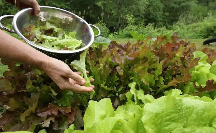cut and come again harvesting of lettuce