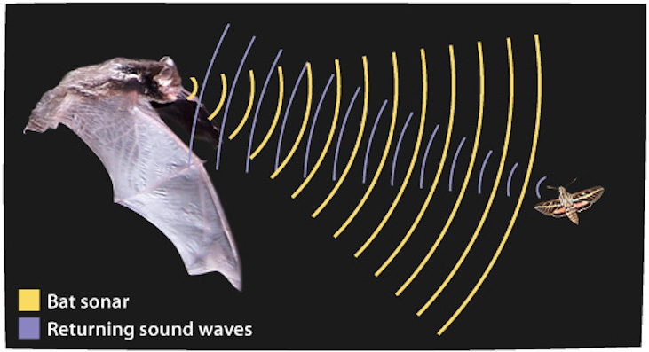 bat echolocation illustrated