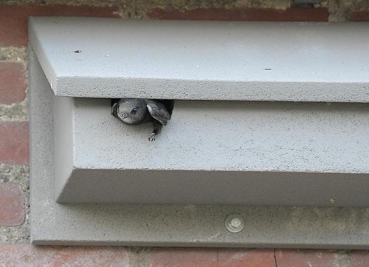 Peekaboo!