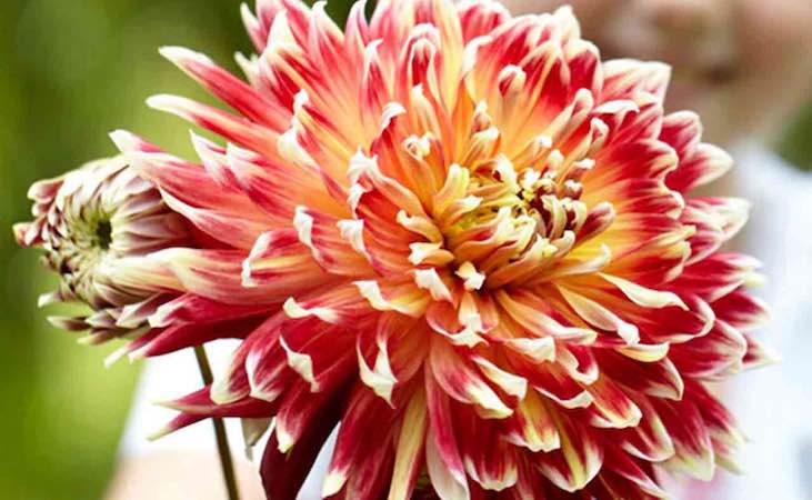 Dahlia 'Akita'